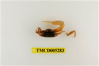 藏品(乳白南方招潮蟹)的圖片